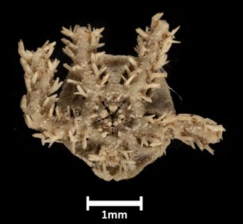 Media type: image;   Invertebrate Zoology OPH-4944 Description: Bottom up view of single ophiuroid specimen with a scale bar.;  Aspect: ventral